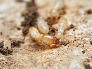 Termite. Reticulitermes lucifugus