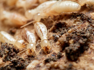 Termite. Reticulitermes lucifugus