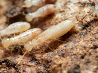 Termite. Reticulitermes lucifugus