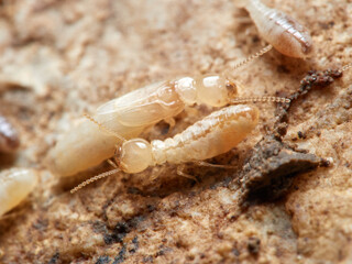 Termite. Reticulitermes lucifugus
