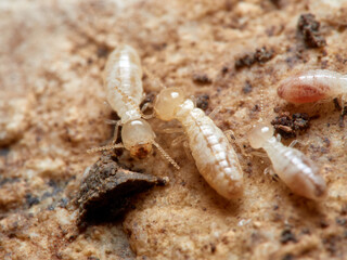 Termite. Reticulitermes lucifugus