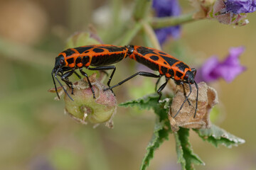 Mating of Firebugs (Pyrrhocoris apterus)