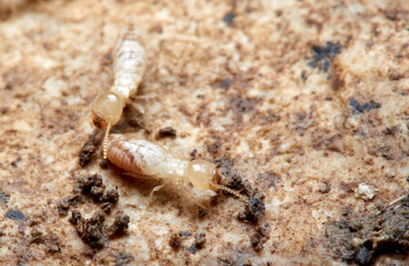 Termite. Reticulitermes lucifugus