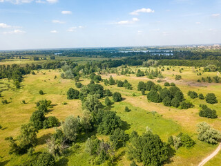 Fototapeta na wymiar Green bushes in the meadow in summer. Aerial drone view.