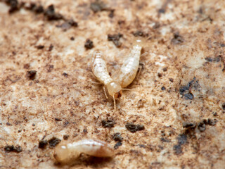 Termite. Reticulitermes lucifugus