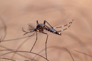 Close-up of blood-sucking edible mosquitoes