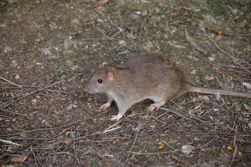 Brawn rat. Rattus norvegicus