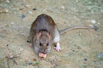 Brawn rat. Rattus norvegicus