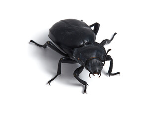 Black beetle. Morica planata.
