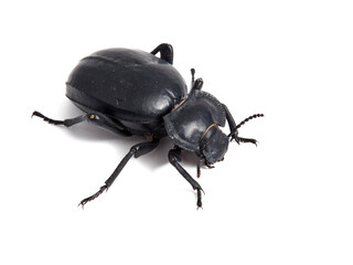Black beetle. Morica planata.
