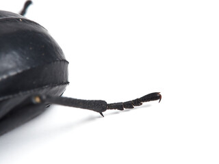 Black beetle. Morica planata.
