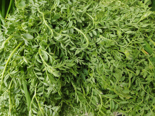 Fresh green leafy salad vegetables - close up