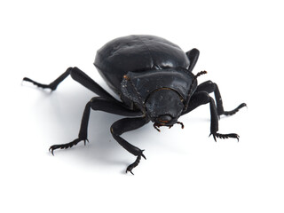 Black beetle. Morica planata.  © Macronatura.es