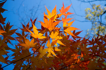 Autumn leaf color, Autumn Foliage, Maple leaves in Autumn at Beomeosa temple on Geumjeongsan mountain, Busan, South Korea
