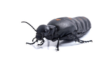 Red-striped Oil Beetle. Berberomeloe majalis