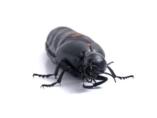 Red-striped Oil Beetle. Berberomeloe majalis