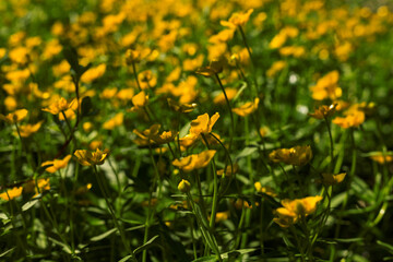 Small yellow wild flowers Ranunculus crowfoot Buttercup on natural green grass blurred background. Close up. Selective soft focus. Shallow depth of field. Text copy space.