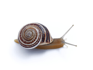 Land Milk Snail. Otala Lactea