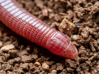 Iberian worm lizard. Blanus cinereus