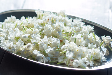Jasmine flower: Arabian Jasmine