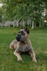 Portrait of an italian cane corso, color formentino. On the green lawn. Strong, powerful dog.