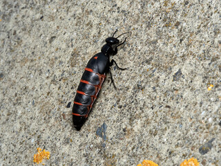 Blister beetle. Berberomeloe majalis