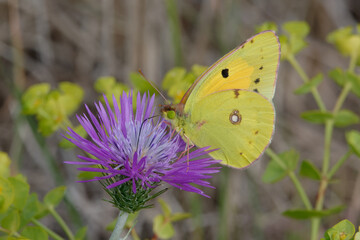 Clouded yellow (Colias crocea) on a flower