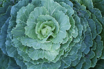 Green decorative cabbage with light filter effect