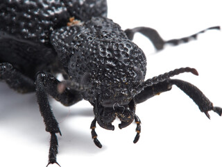Blister beetle. Meloe tuccius