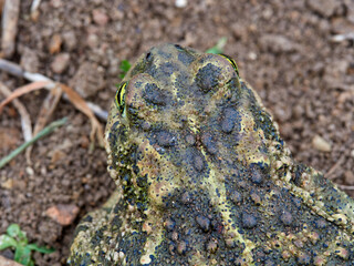 Natterjack Toad. Epidalea calamita.