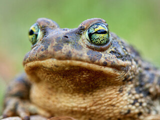 Natterjack Toad. Epidalea calamita.
