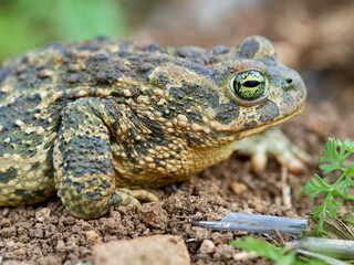 Natterjack Toad. Epidalea Calamita