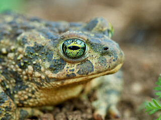 Natterjack Toad. Epidalea Calamita