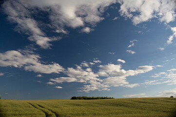 Fototapeta premium Field