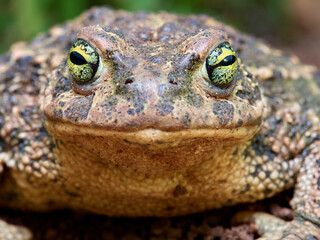 Natterjack Toad. Epidalea Calamita
