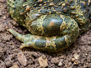 Natterjack Toad. Epidalea Calamita