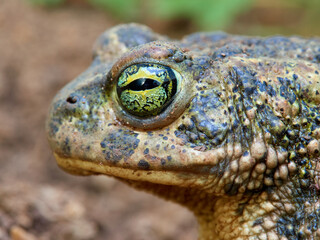 Natterjack Toad. Epidalea Calamita