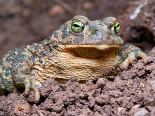 Natterjack Toad. Epidalea Calamita