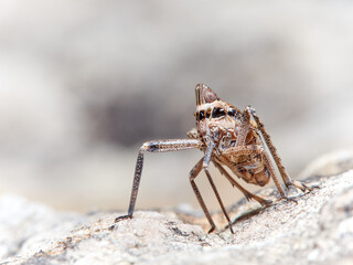 Bug. Order Hemiptera. Dictyopharidae family.
