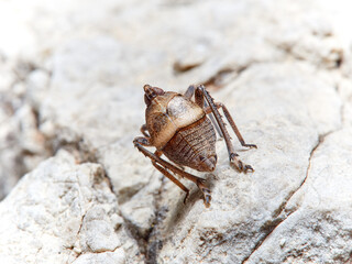 Bug. Order Hemiptera. Dictyopharidae family.