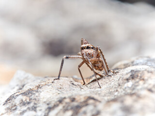 Bug. Order Hemiptera. Dictyopharidae family.