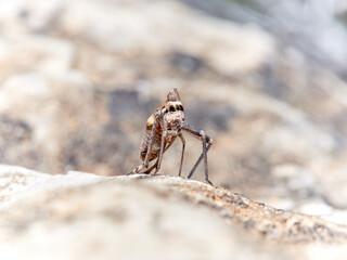 Bug. Order Hemiptera. Dictyopharidae family.