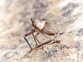 Bug. Order Hemiptera. Dictyopharidae family.