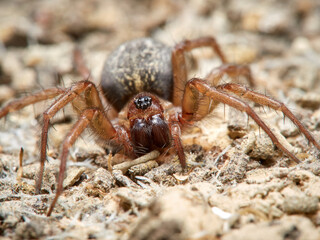 Land spider. Lycosoides coarctata