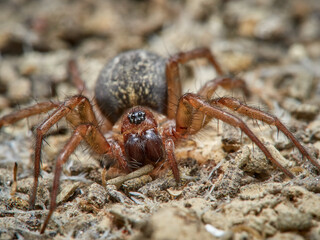 Land spider. Lycosoides coarctata