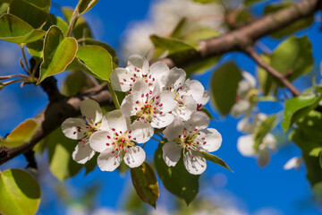 Sprig of white flowers blooms on a pear tree against a blue sky