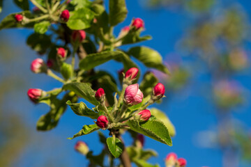 Sprig of pink flowers blossoms on blue sky background
