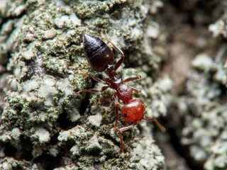 Crematogaster scutellaris. Mediterranean Acrobat Ant