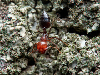 Crematogaster scutellaris. Mediterranean Acrobat Ant
