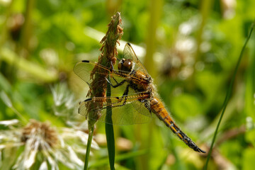 Four-spotted chaser  (Libellula quadrimaculata), also known as four-spotted skimmer.